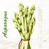 Duni Zelltuchservietten Green Asparagus 33 x 33 cm 3-lagig 1/4 Falz 50 Stck